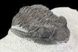Lot: Assorted Devonian Trilobites - Pieces #76914-3